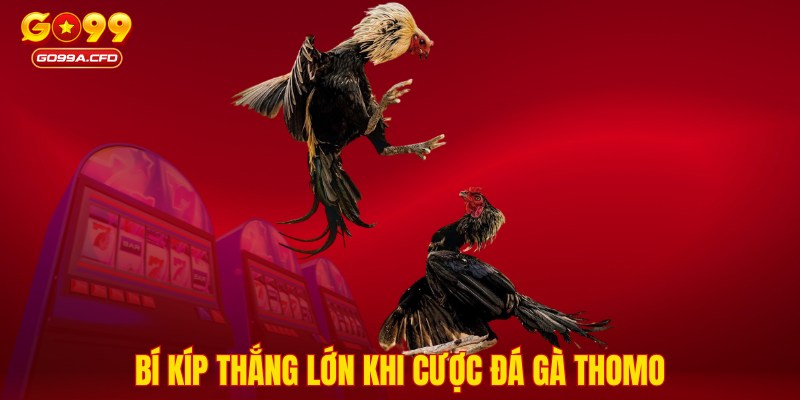 Bí kíp thắng lớn khi cược đá gà Thomo