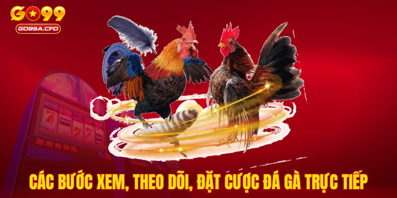 Các bước xem, theo dõi, đặt cược đá gà trực tiếp