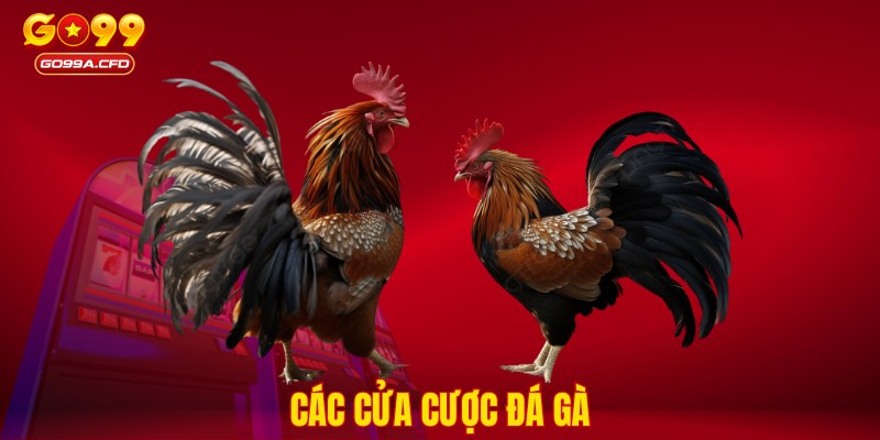 Các cửa cược đá gà