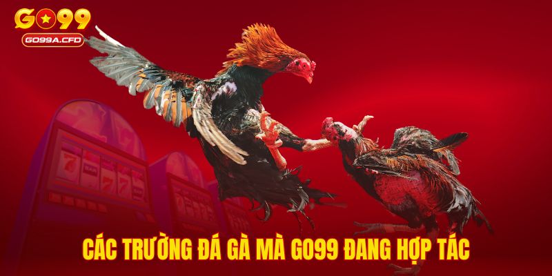 Các trường đá gà mà GO99 đang hợp tác