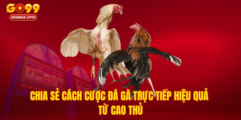 Chia sẻ cách cược đá gà trực tiếp hiệu quả từ cao thủ