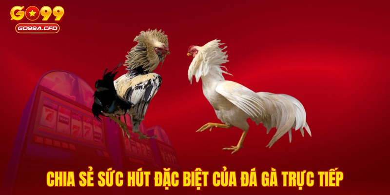 Chia sẻ sức hút đặc biệt của đá gà trực tiếp