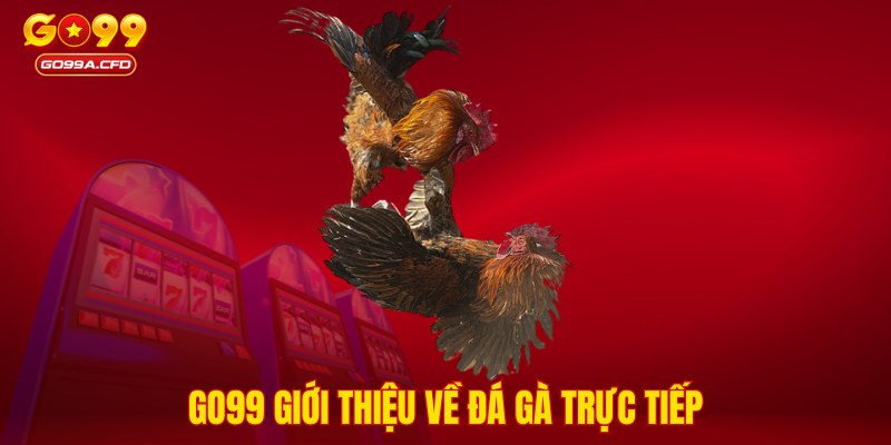 GO99 giới thiệu về đá gà trực tiếp