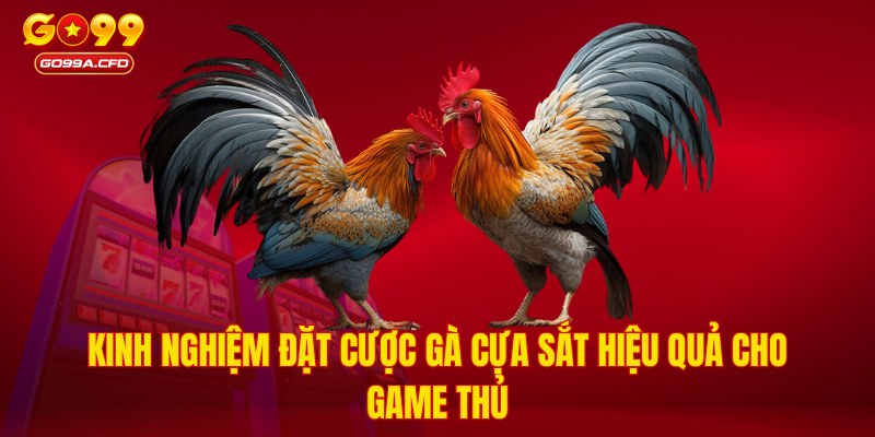 Kinh nghiệm đặt cược gà cựa sắt hiệu quả cho game thủ