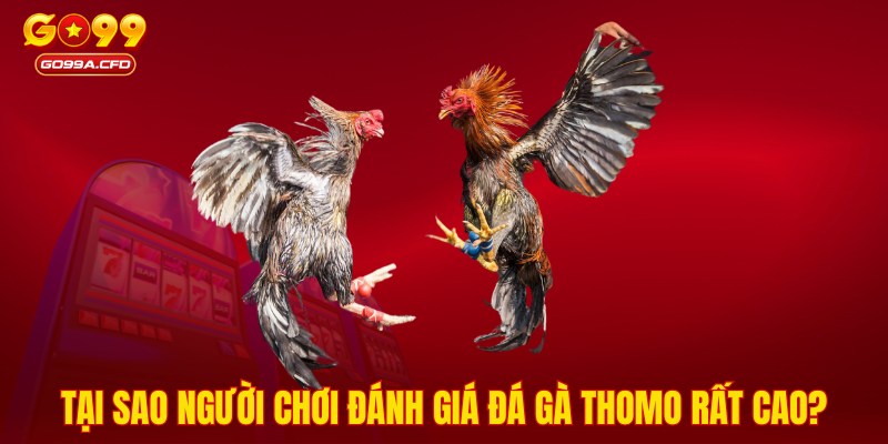 Tại sao người chơi đánh giá đá gà Thomo rất cao?