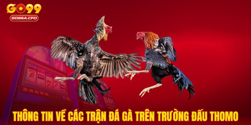 Thông tin về các trận đá gà trên trường đấu Thomo